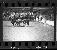 Cleo Hearn Steer wrestling