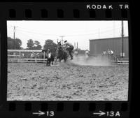 Greg Alsup Calf roping