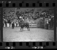 Dickey Cox on Bull #40