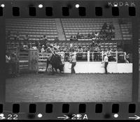 Bobby Berger on Bull #033