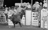 Randy Rawdon on Bull #S31