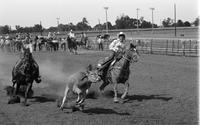 Unidentified Team ropers