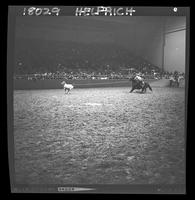 Tom Nesmith Calf Roping