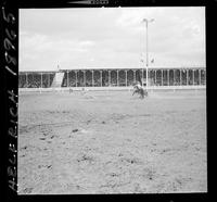 Guy Weeks Calf Roping