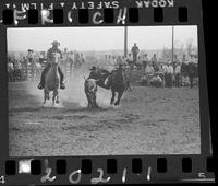 Muggs Bentley Steer Wrestling