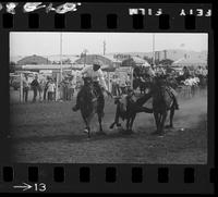 Bill Hogue Steer Wrestling