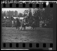 Louie Torcellas Steer Wrestling