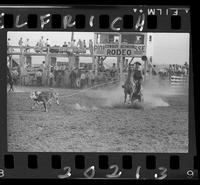 Lowell Taylor Calf Roping