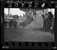 Bill Kornell on Teddy Bear #23