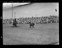 Anson Thurman Calf Roping