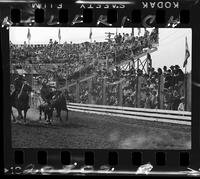 Allen McKay Steer Wrestling