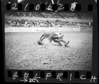 Tom Nesmith Steer Wrestling