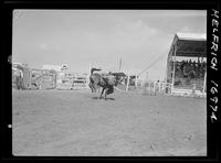 Bronc Shellenberger off --