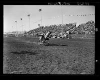 Nancy Sheppard Cossack  Trick Riding