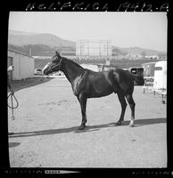"Buddy Bill"  Harry Charters horse