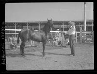 Poco Bih (Bin), Horses colts foaled in 1959, Howard Pitzer