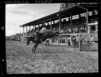 Bill Martinelli on Shell hammer