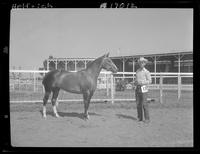 Dusty Pat Star, Fillies foaled in 1958, Howard Pitzer, Erickson, Nebr.