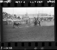Troy Fort Calf Roping