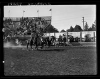 Harley May Steer Wrestling