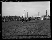 Carl Early Steer Wrestling