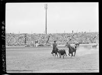 Harley May Steer Wrestling