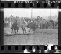 George Penthall Steer Wrestling