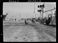 Guy Weeks Calf Roping