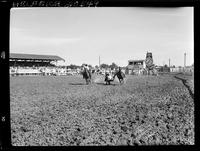 Harley May Steer Wrestling