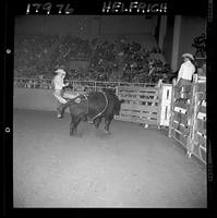 Bill Rinestine on Little Joe (Korkow-Sutton)