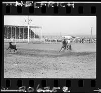 Dale Youree Calf Roping