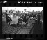 Neal Arave Steer Wrestling