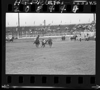 Terry Simpson Steer Wrestling