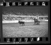 Warren Wuthier Calf Roping