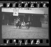 Steer Wrestling 5th Go