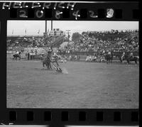 Bill A. Ward Calf Roping