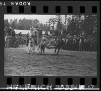 Harley May Steer Wrestling