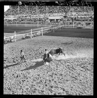 Larry McKinney (Bull Fighting)