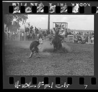 Billy Rose Calf Roping