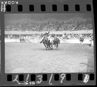 Harry Charters Steer Wrestle