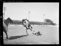 Coyote off Rawhide