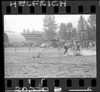 Louie Torcellas Calf Roping