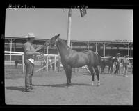 Chicaro Murphy, Grand Champion Stallion