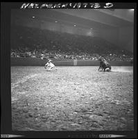 Calf Roping 8th Go