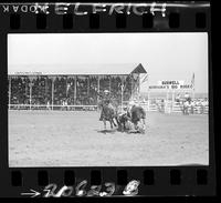 ?  Steer Wrestling