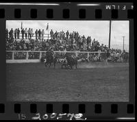 Bob Robinson  Steer Wrestling