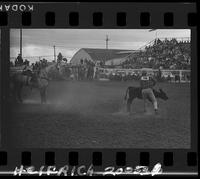 Lee Farris Calf Roping