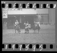 Steer Wrestling 3rd Go