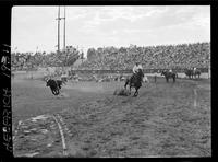 Shoat Webster Steer Roping