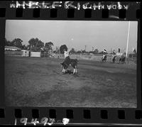 Clark Bros. Rodeo Kids